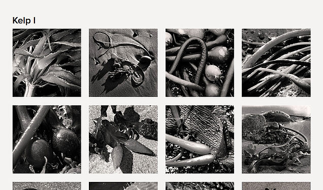 Unterseite der Serie "Kelp"