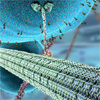 The inner life of a cell